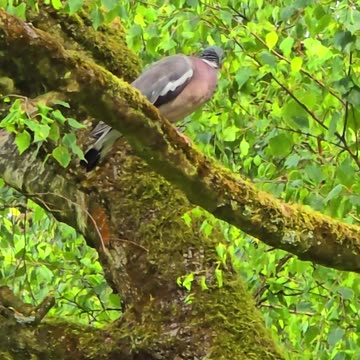 Beautiful pigeon on a tree / A beautiful bird in nature.