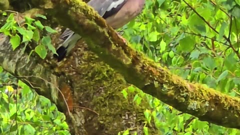 Beautiful pigeon on a tree / A beautiful bird in nature.