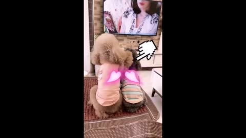 Lovely Dog funny video.