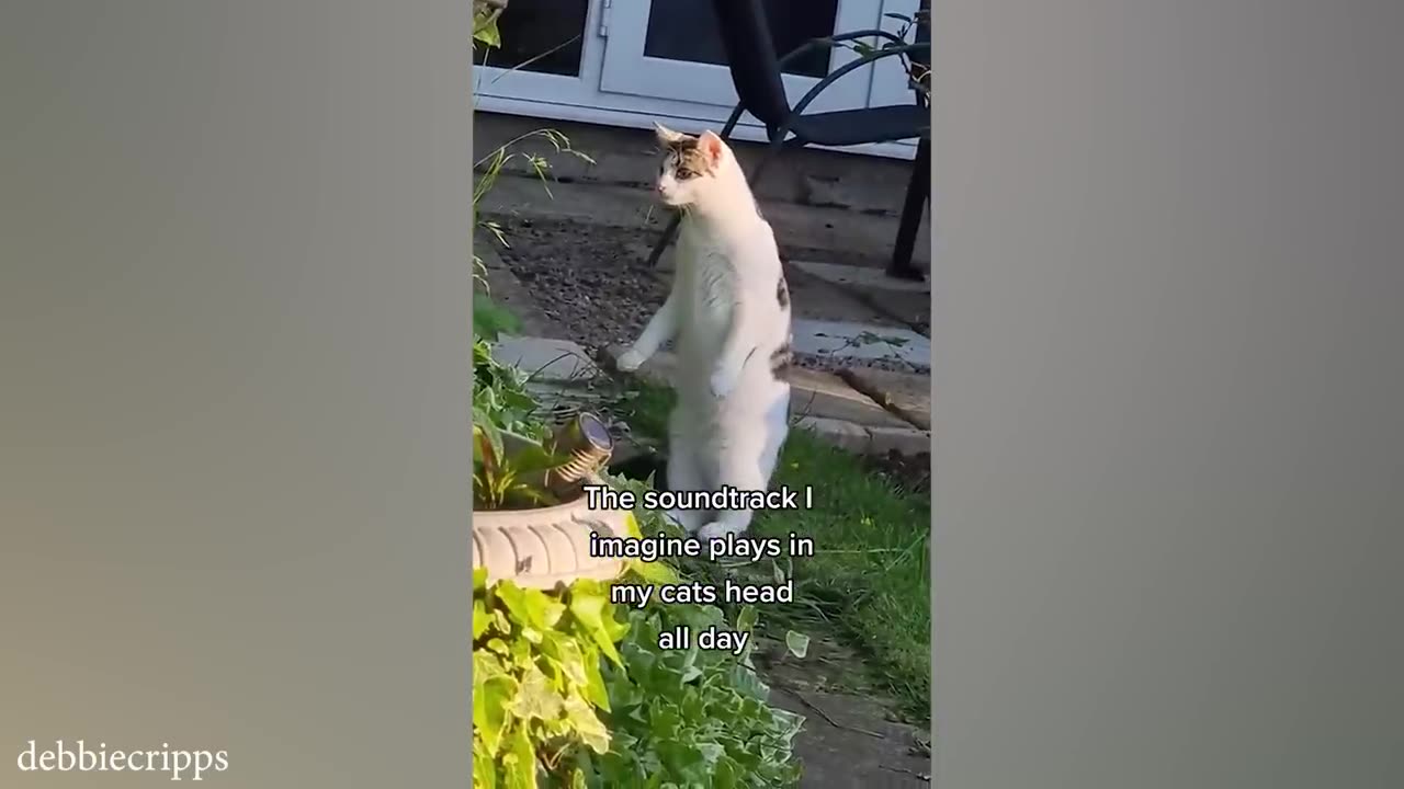 Funny cats, Dogs Videos of 2024 will make you laugh!
