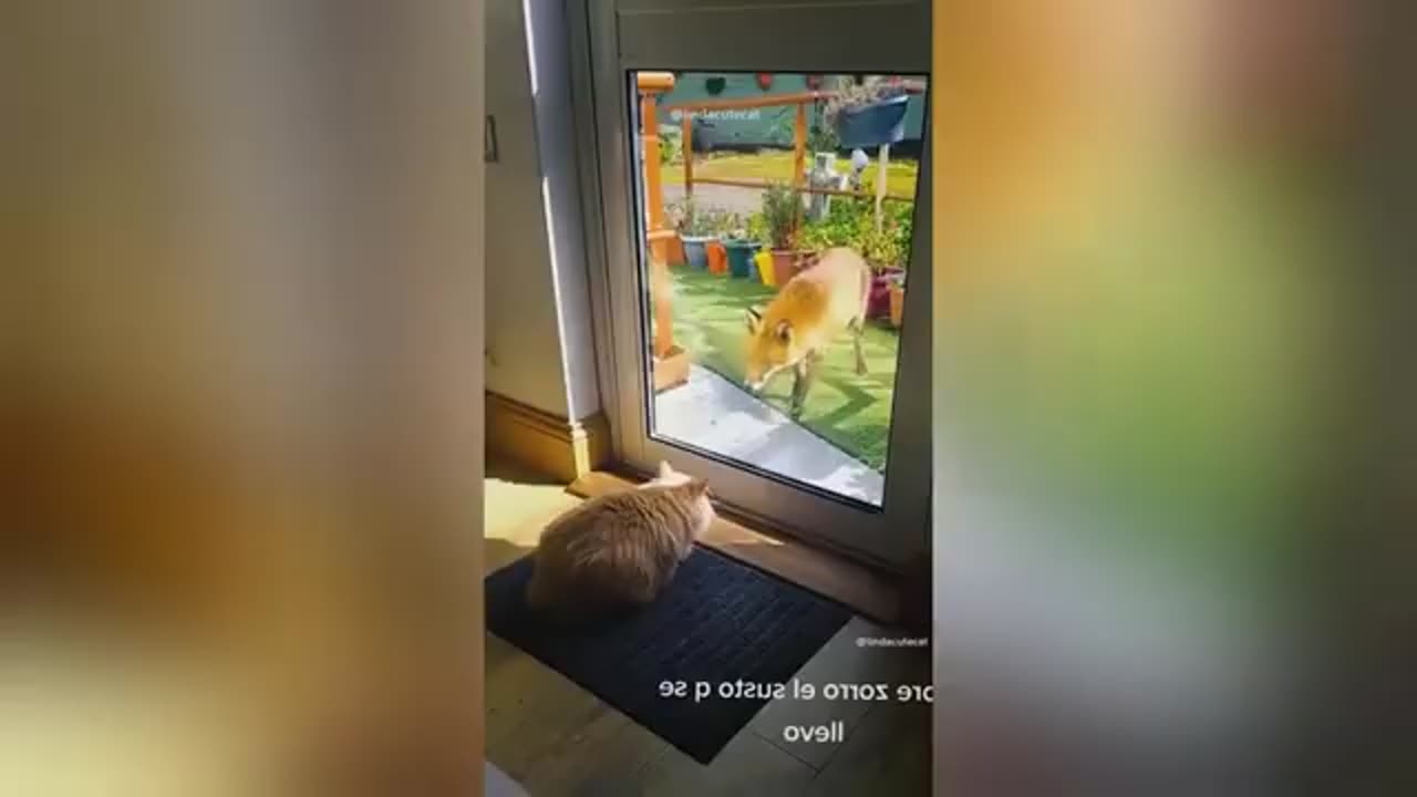 Funny animals videos 🤣 Cute cat 😺 and dog 🐕🐶💖😻2023