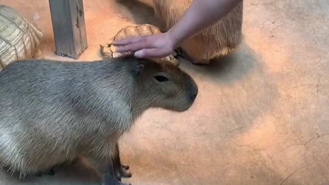 The zookeeper strokes Capybara's head