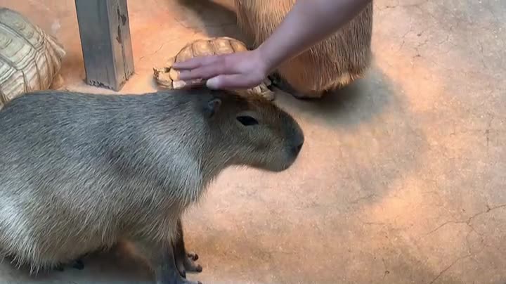 The zookeeper strokes Capybara's head