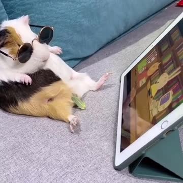 Hamster Chilling & watching Cartoon