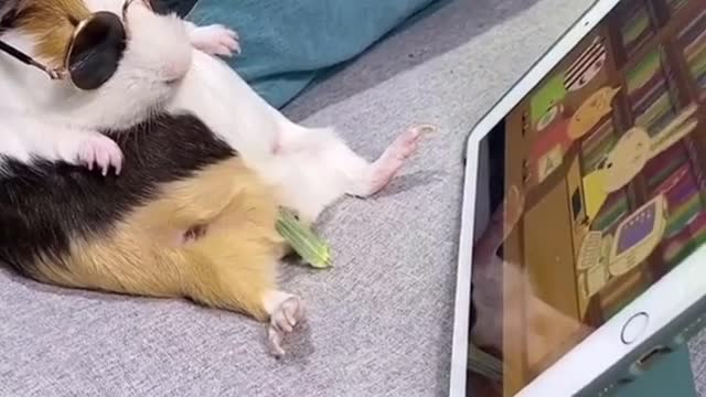 Hamster Chilling & watching Cartoon