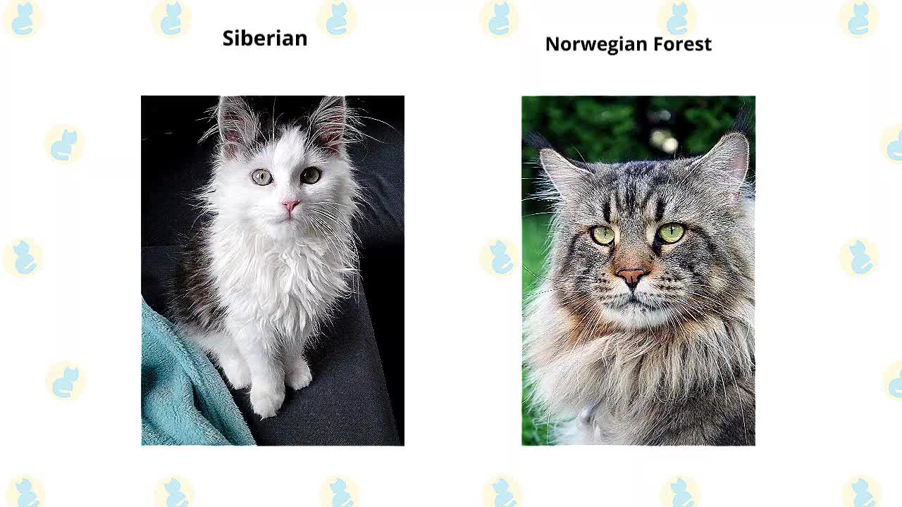 Siberian Cat VS. Norwegian Forest Cat