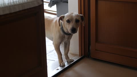 DOG COMING IN HIS HOUSE FOR FIRST TIME