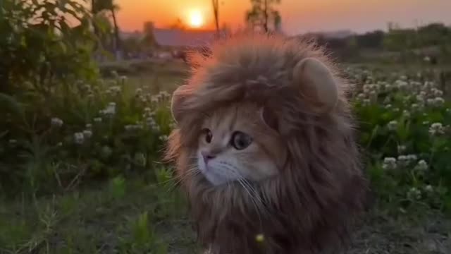 This cat 😺 like it cute tiger 🐅