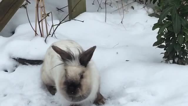 Slow motion video of an excited bunny in the snow