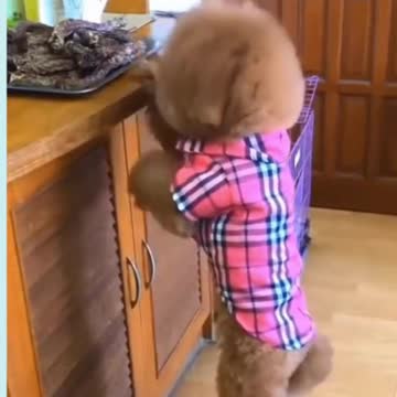 CUTE DOG DRESSED AS LUMBERJACK IS FEEDING HIS FRIENDS 🐶