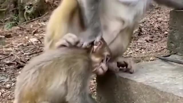 Monkey funny video 😂