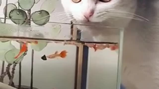 Beautiful funny cat video