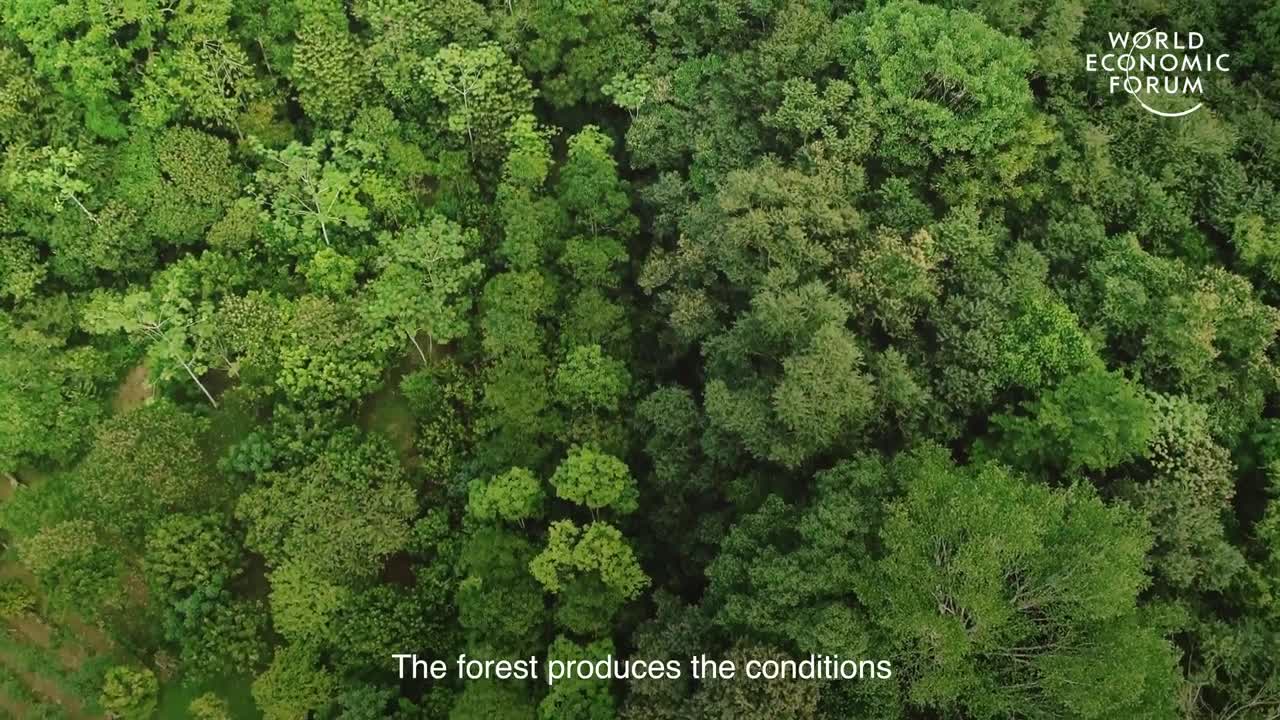 This farmer is saving the jungle by growing food in it | Pioneers for Our Planet!!