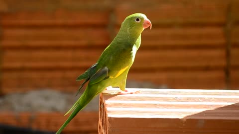 How beautiful this cute parrot