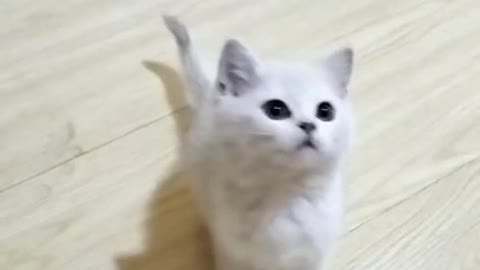 Cute little white cat