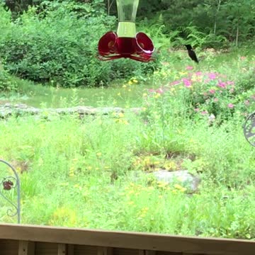 Hummingbird at the Feeder