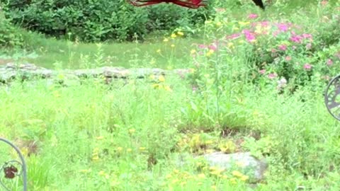 Hummingbird at the Feeder