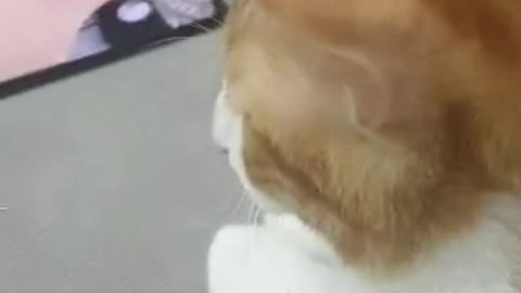 Cute Funny Dancing Cat 🐈😻