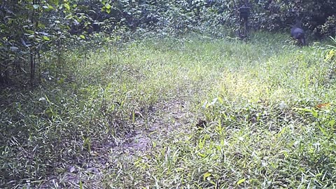 sighting of all family of wild boars