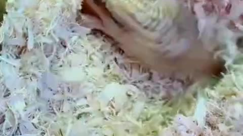 Arnold the #bluetonguedskink taking down a superworm🤣