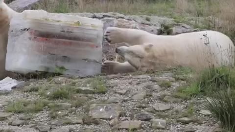 Polar bear treats 😍😍