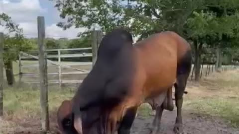 Angry Buffalo