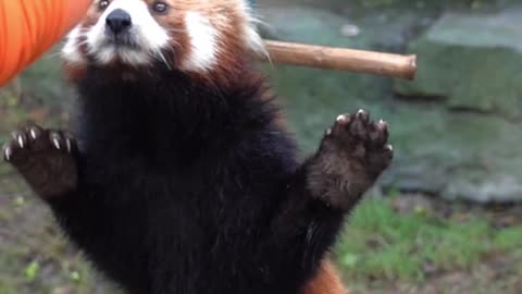 The red panda