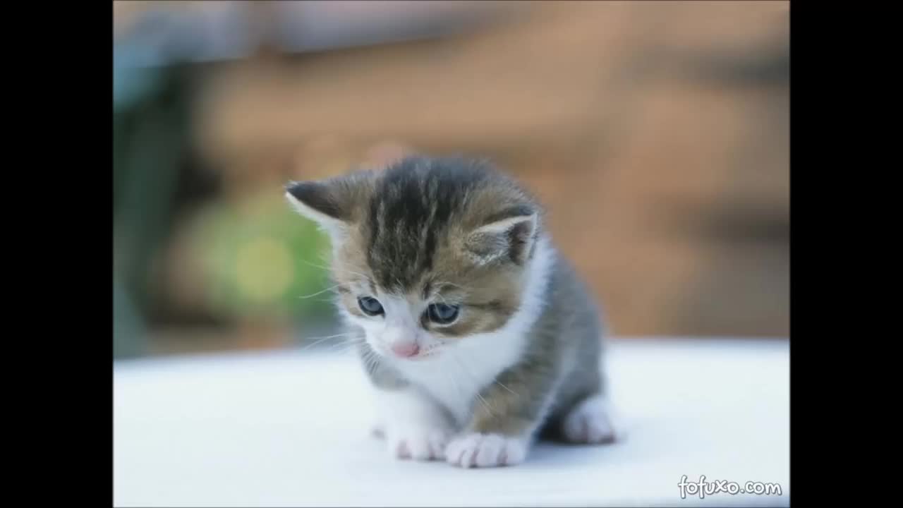 super beautiful cats