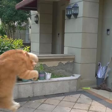 Funny clips tv scared dangerous