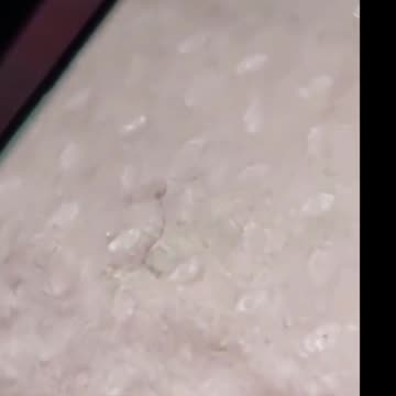 MÁSCARAS COM VERMES TECNOLÓGICOS