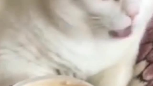 Sweet cat bomating video 🤮