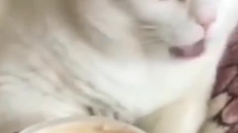 Sweet cat bomating video 🤮