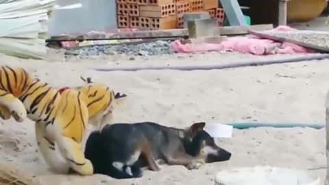 Troll Prank Dog Funny & fake Lion and Fake Tiger Prank To dog & Huge Box Prank to dog