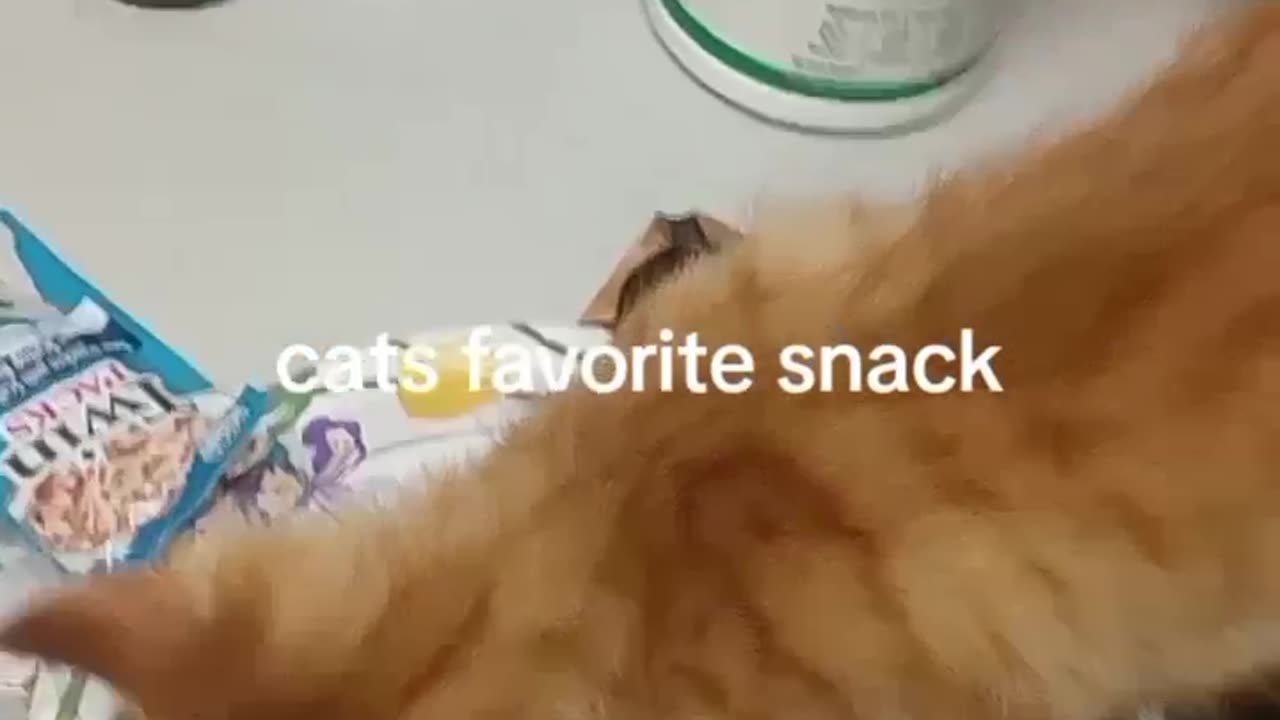 CAT EATING FAVORITE SNACK