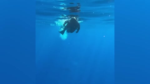 Dangerous Animals Caught Being Friendly