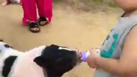 piggy with cute baby Friendship