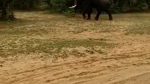 Elephant Chase Safari Jeep