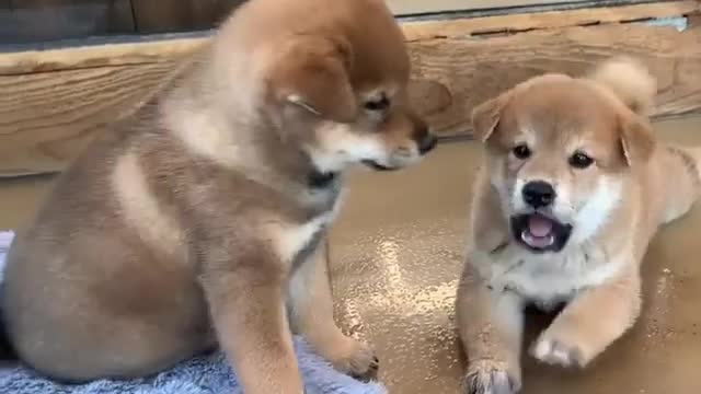 2 beautiful dog video | New Best Dog Videos