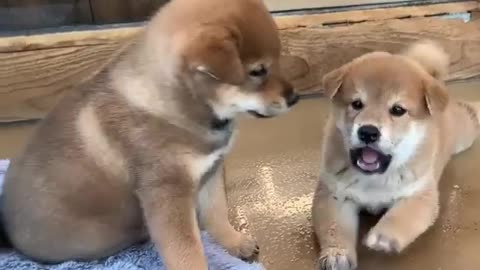 2 beautiful dog video | New Best Dog Videos