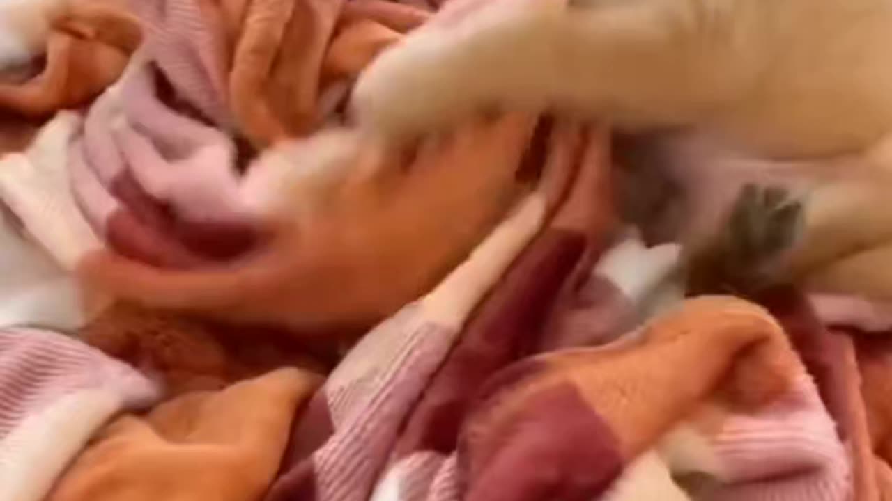 Offoo puppy 🥰🐶🥰🐶