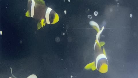 3 Week Baby Clarkii Clownfish