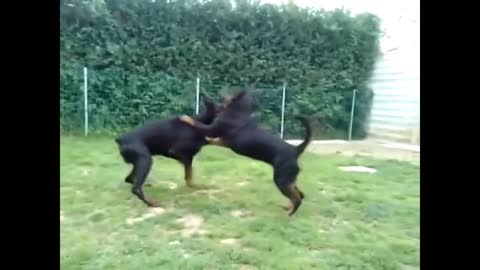 Doberman Vs Rottweiler Dog Fight