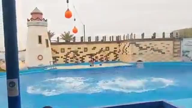 review of dolphins toys