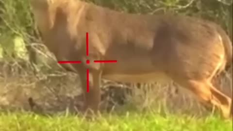 Direct hit deer_HD