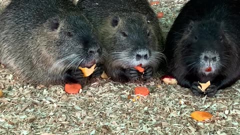 Funny capybaras eat carrots
