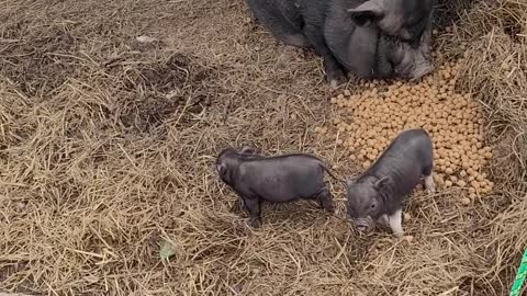 Piglets Explore Their World