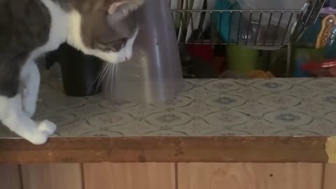 Cat tries to catch fly