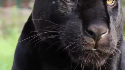 South africa forest Black lion