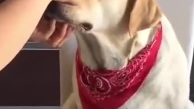 Funniest Animals 😂 - Cutest Animals Ever 😁 |Try Not To Laugh 😂| Funny Dog
