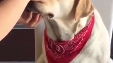 Funniest Animals 😂 - Cutest Animals Ever 😁 |Try Not To Laugh 😂| Funny Dog